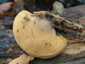 Narancssárga laskagomba (Phyllotopsis nidulans), Budai-hegység